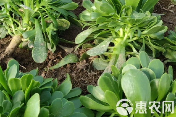 綠法師夏天怎么養(yǎng)護？-圖片版權(quán)歸惠農(nóng)網(wǎng)所有