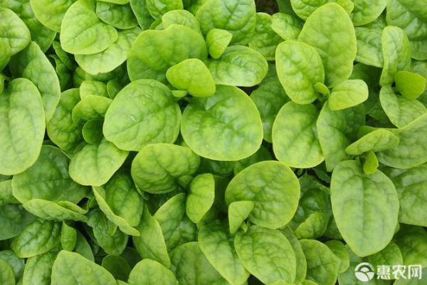 木耳菜采摘的時(shí)間和方法-圖片版權(quán)歸惠農(nóng)網(wǎng)所有