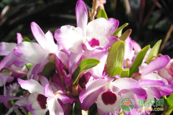 春石斛夏天怎么養(yǎng)護？-圖片版權(quán)歸惠農(nóng)網(wǎng)所有