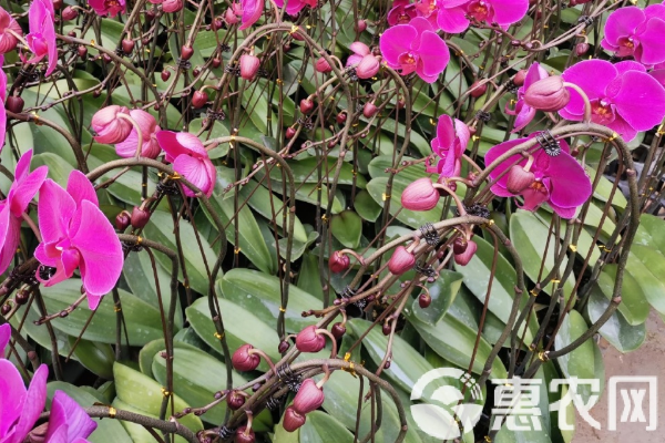 蝴蝶蘭在夏天怎么養(yǎng)護？-圖片版權(quán)歸惠農(nóng)網(wǎng)所有