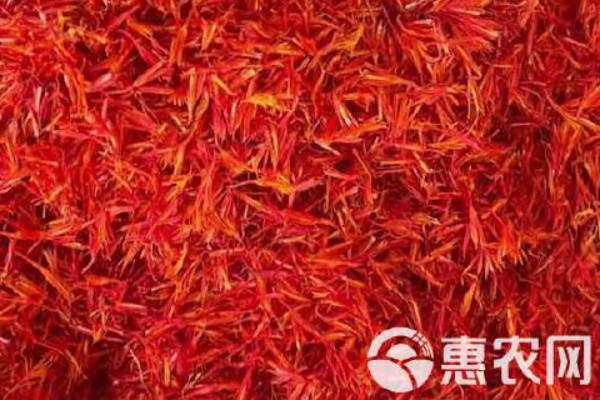 采摘紅花的最佳方法-圖片版權(quán)歸惠農(nóng)網(wǎng)所有