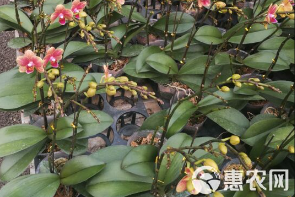 蝴蝶蘭在夏天怎么養(yǎng)護？-圖片版權(quán)歸惠農(nóng)網(wǎng)所有