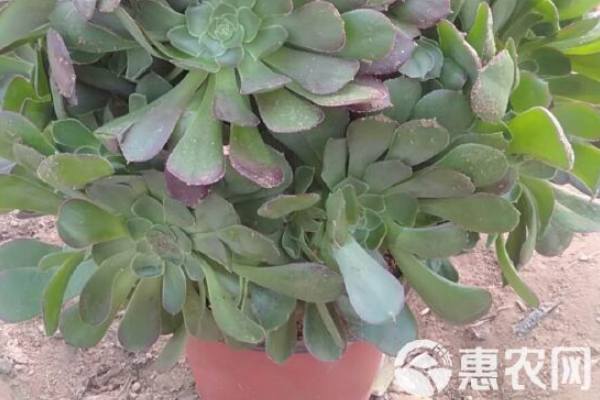 綠法師夏天怎么養(yǎng)護？-圖片版權(quán)歸惠農(nóng)網(wǎng)所有