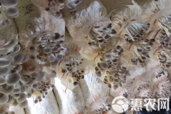 蘑菇的种植方法和技术-图片版权归惠农网所有