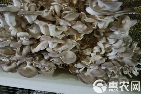 蘑菇的种植方法和技术-图片版权归惠农网所有