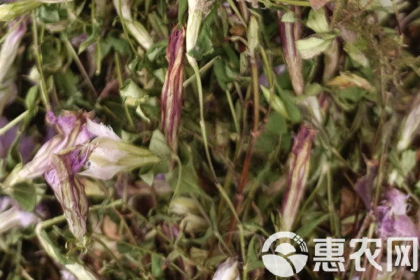 龍膽草種植技術(shù)及畝產(chǎn)量-圖片版權(quán)歸惠農(nóng)網(wǎng)所有