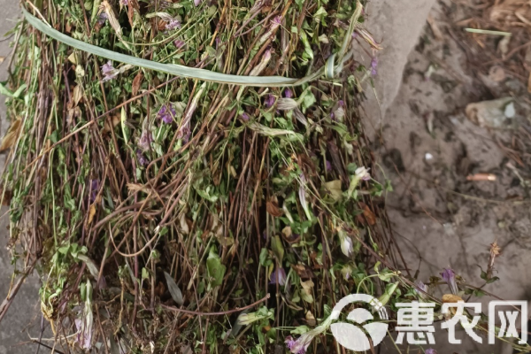 龍膽草種植技術(shù)及畝產(chǎn)量-圖片版權(quán)歸惠農(nóng)網(wǎng)所有