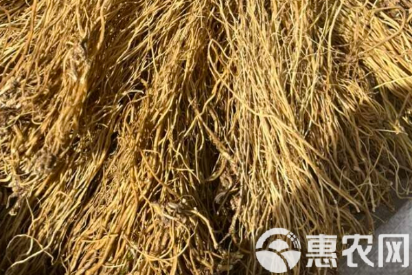 龍膽草種植技術(shù)及畝產(chǎn)量-圖片版權(quán)歸惠農(nóng)網(wǎng)所有