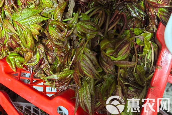 香椿的種植方法和時(shí)間-圖片版權(quán)歸惠農(nóng)網(wǎng)所有