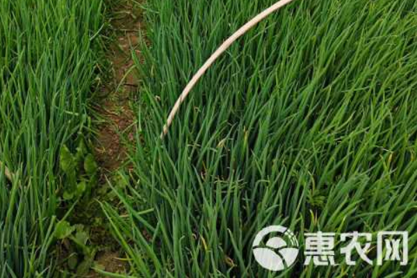 蔥種植方法和時間-圖片版權歸惠農網所有