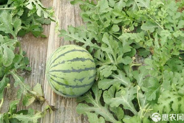 8424西瓜露天種植方法-圖片版權(quán)歸惠農(nóng)網(wǎng)所有