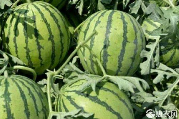8424西瓜露天種植方法-圖片版權(quán)歸惠農(nóng)網(wǎng)所有