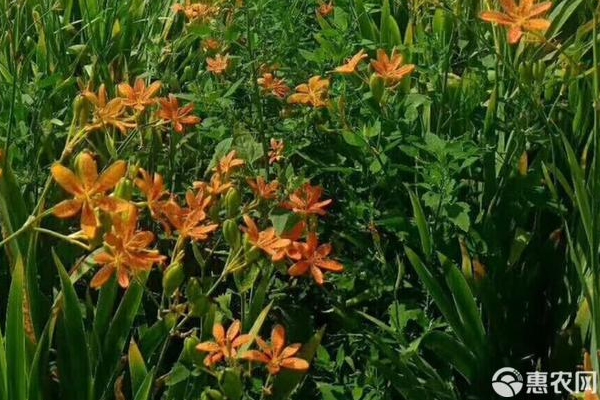 射干的種植方法和時(shí)間-圖片版權(quán)歸惠農(nóng)網(wǎng)所有