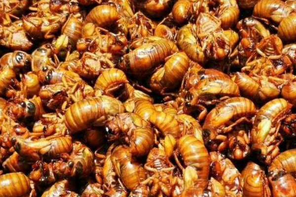 百余元一斤赶超海鲜！这种夏季小虫子竟成了“掘金”利器