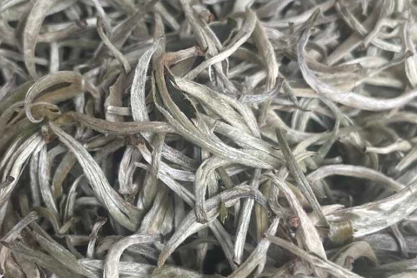 白毫银针哪里产的最出名？
