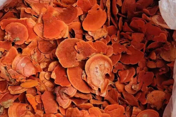 牛樟芝产地主要分布在哪里？