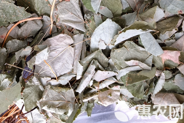 淫羊藿種植時間和方法-圖片版權(quán)歸惠農(nóng)網(wǎng)所有