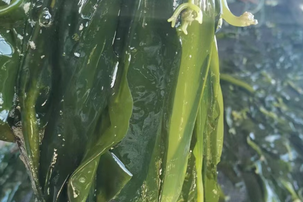 现在海带价格多少钱一斤？