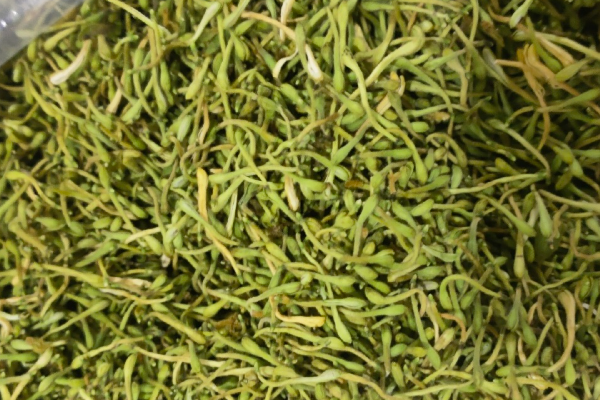 金银花产地哪里最好最正宗？