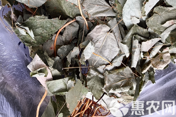 淫羊藿種植時間和方法-圖片版權(quán)歸惠農(nóng)網(wǎng)所有