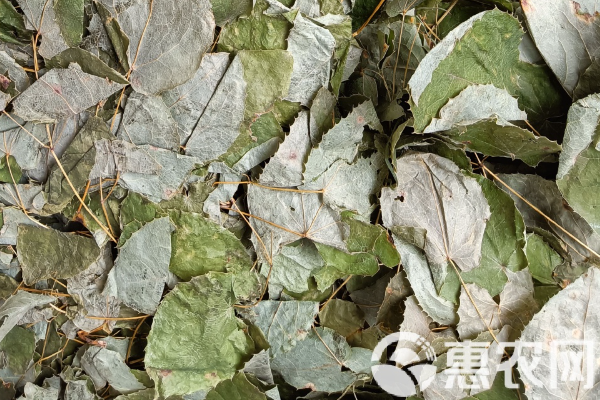 淫羊藿種植時間和方法-圖片版權(quán)歸惠農(nóng)網(wǎng)所有
