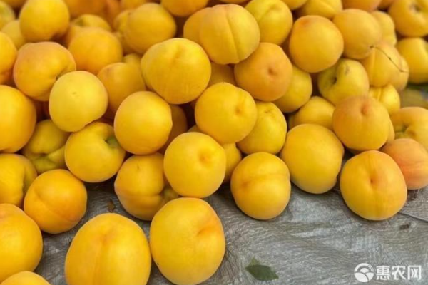 黃桃樹的種植方法和管理-圖片版權(quán)歸惠農(nóng)網(wǎng)所有
