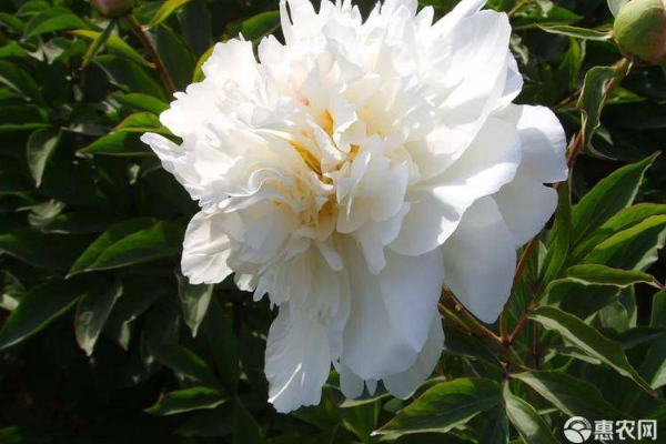 芍藥花的種植方法-圖片版權(quán)歸惠農(nóng)網(wǎng)所有