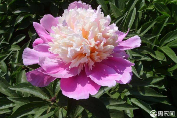 芍藥花的種植方法-圖片版權(quán)歸惠農(nóng)網(wǎng)所有
