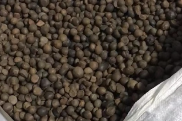 采摘茶籽最佳的时间