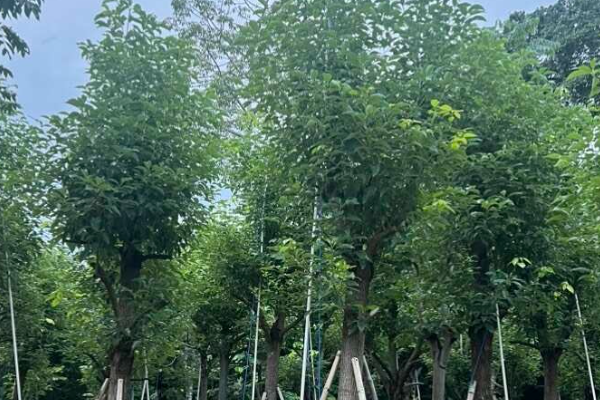 香樟树产地及分布区域