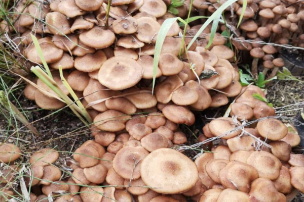 榛蘑的产地主要分布在哪里？