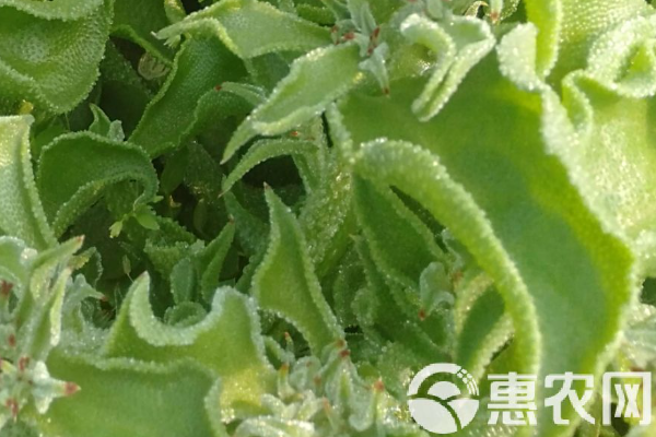 冰菜怎么種植最快最好？-圖片版權(quán)歸惠農(nóng)網(wǎng)所有