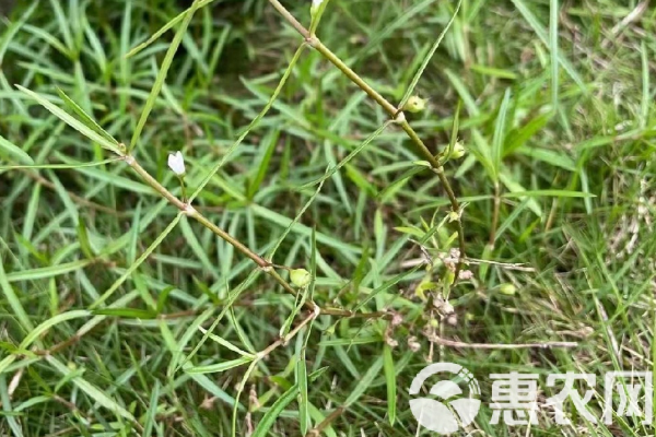 一支箭什么时候采摘好？