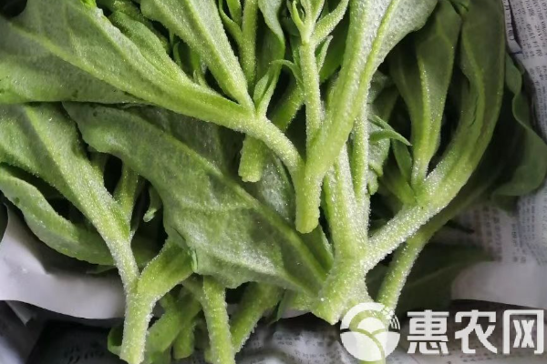冰菜怎么種植最快最好？-圖片版權(quán)歸惠農(nóng)網(wǎng)所有