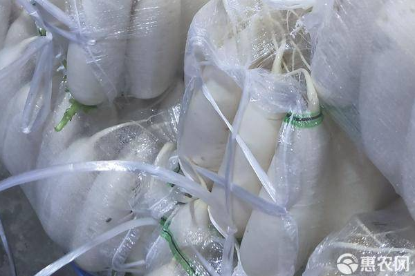 蘿卜常見病蟲害防治方法-圖片版權歸惠農網所有