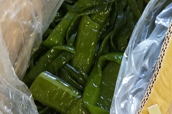 海白菜和海带有什么区别？