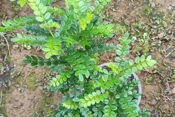 胡椒木和清香木有什么区别？