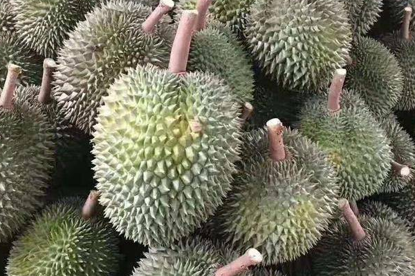 菲律宾榴莲几月份成熟上市？