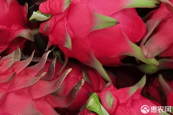 火龍果怎么樣種植？-圖片版權(quán)歸惠農(nóng)網(wǎng)所有
