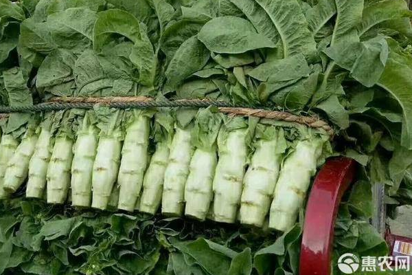 萵苣種植方法和時(shí)間幾月播種？-圖片版權(quán)歸惠農(nóng)網(wǎng)所有