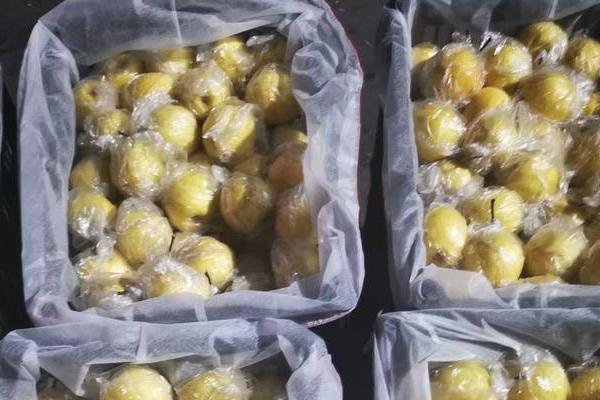 广安蜜梨几月份成熟？
