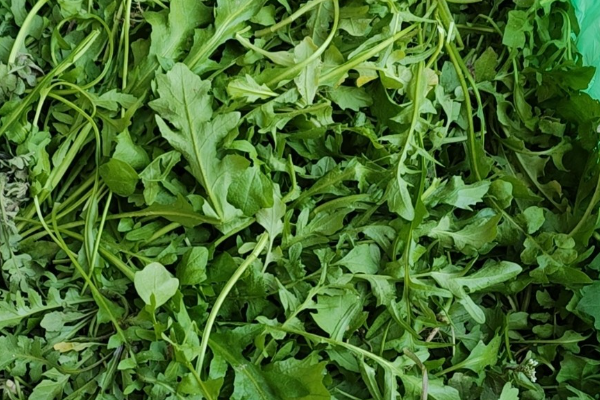盘点越冬蔬菜品种有哪些？