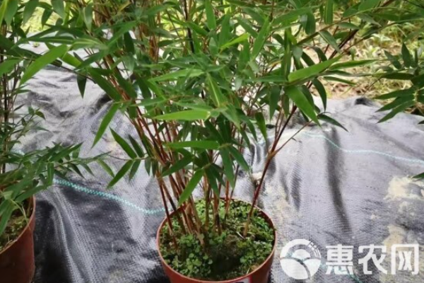 紫寒竹怎么養(yǎng)才能更旺盛呢？-圖片版權(quán)歸惠農(nóng)網(wǎng)所有
