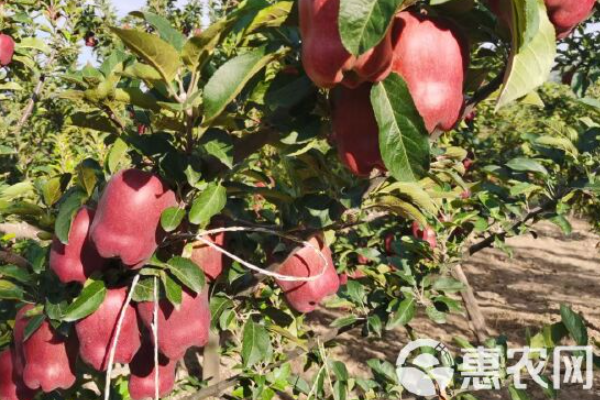 蘋果樹夏季管理法-圖片版權(quán)歸惠農(nóng)網(wǎng)所有