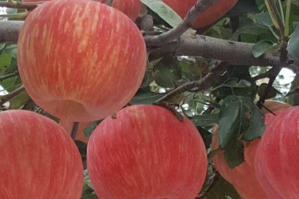 9月份苹果价格多少钱一斤？