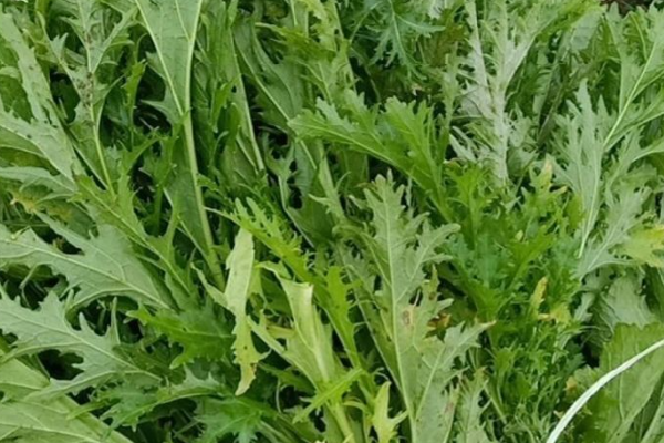 适合9月露天播种的菜种子