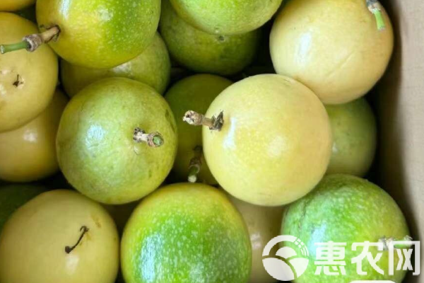 黃金百香果的種植方法-圖片版權(quán)歸惠農(nóng)網(wǎng)所有