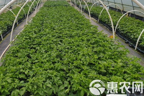 黃金百香果的種植方法-圖片版權(quán)歸惠農(nóng)網(wǎng)所有