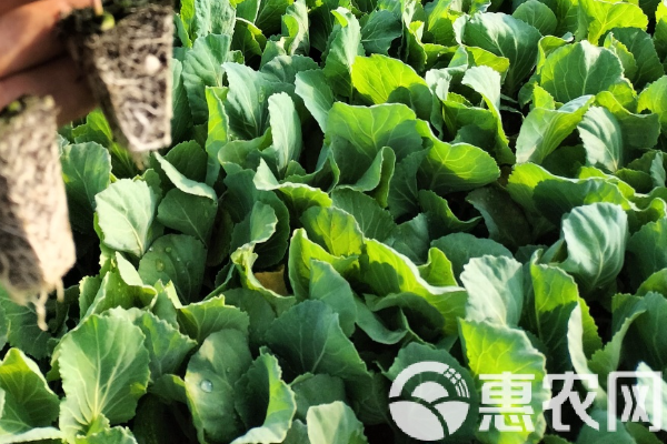 包菜種植時(shí)間和種植方法介紹-圖片版權(quán)歸惠農(nóng)網(wǎng)所有