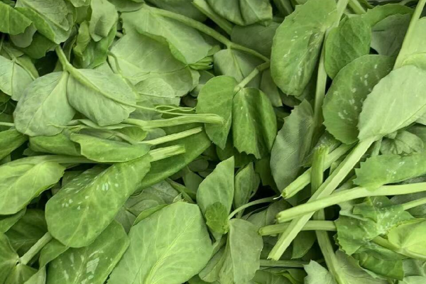 10月份可以种植哪些蔬菜？